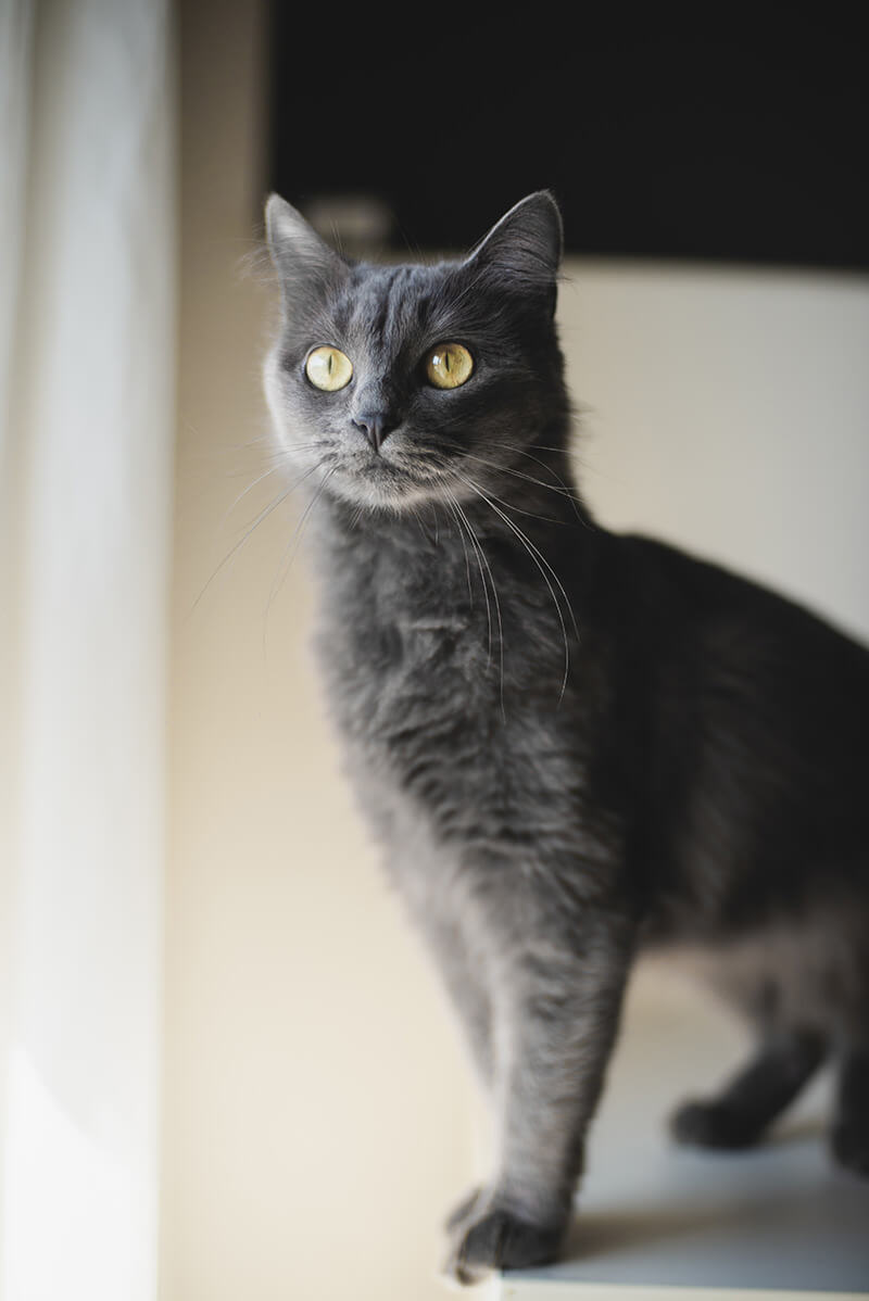 グレーの猫