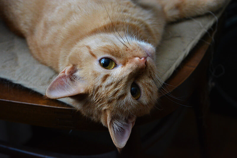 椅子の上で寝ころぶ猫